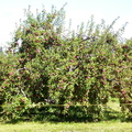 Arbloes de Manzana
