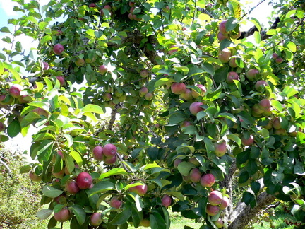 Arbol de manzanas
