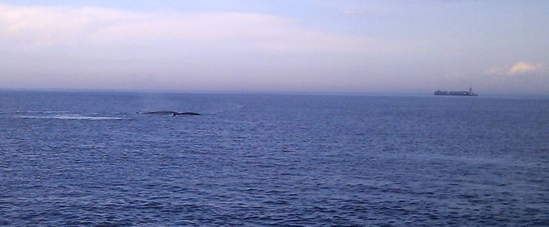 Par de ballenas