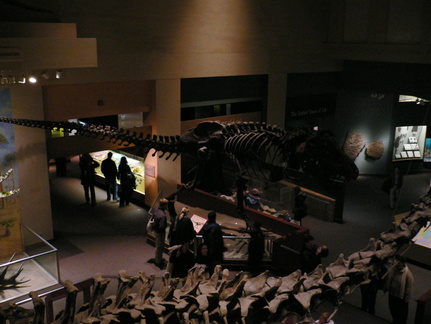 T-Rex (Tiranosaurio)