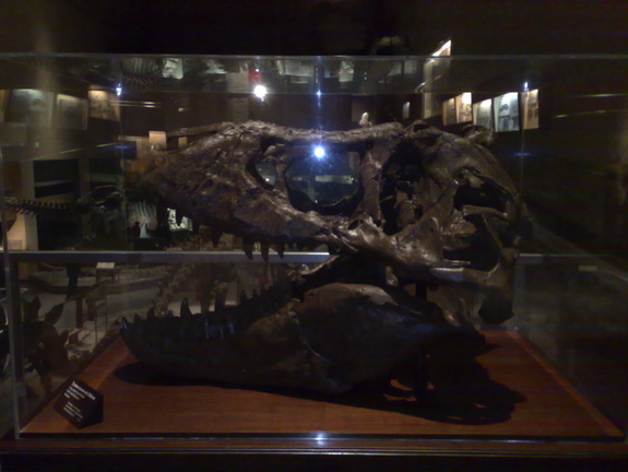Cabeza de T-Rex (Tiranosaurio)