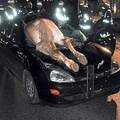 Animal en parabrisas - windshield