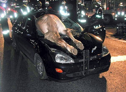 Animal en parabrisas - windshield