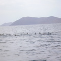 Delfines (dolphins)